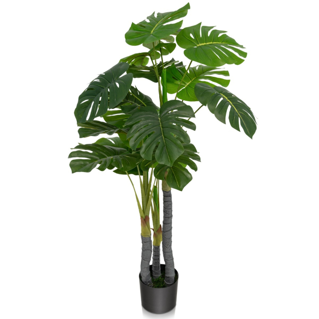 monstera spec. boliviana Monstera obliqua Peru